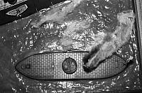 Ironclads 31