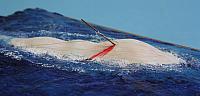 Moby Dick 08